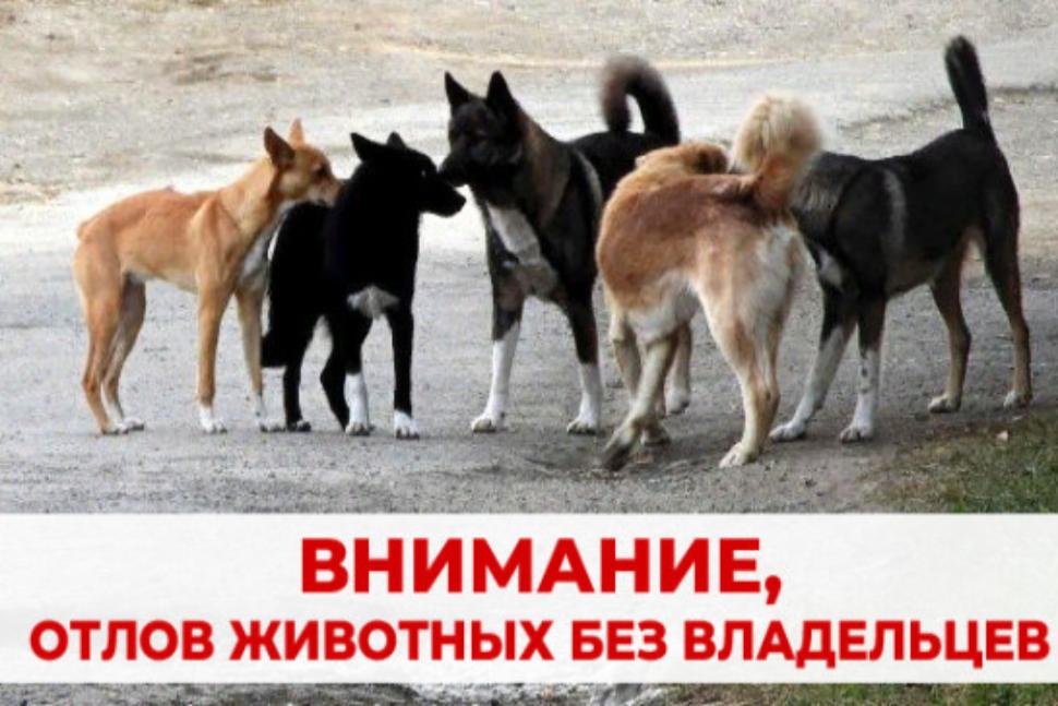 Отлов животных без владельцев Отлов животных без владельцев