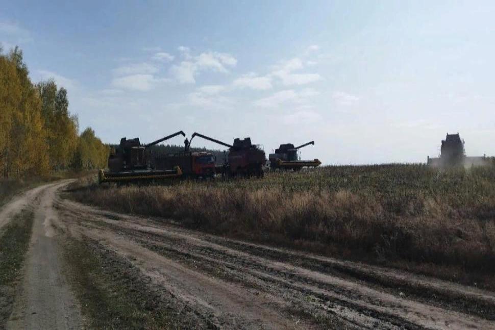 Уборка подсолнечника на зерно в Камешкирском районе набирает обороты