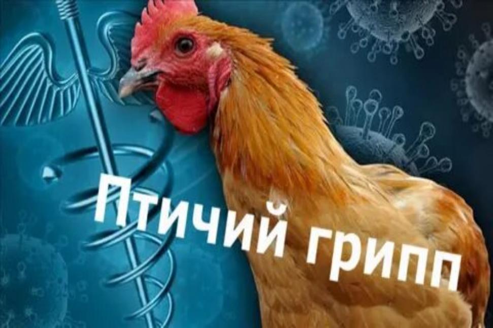 ПАМЯТКА ДЛЯ НАСЕЛЕНИЯ «МЕРОПРИЯТИЯ ПО ПРОФИЛАКТИКЕ ГРИППА ПТИЦ» ПАМЯТКА ДЛЯ НАСЕЛЕНИЯ «МЕРОПРИЯТИЯ ПО ПРОФИЛАКТИКЕ ГРИППА ПТИЦ»