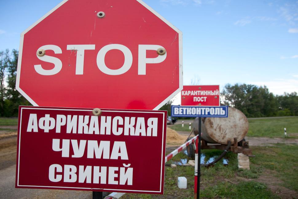 Памятка для владельцев свиней: Африканская чума свиней 
