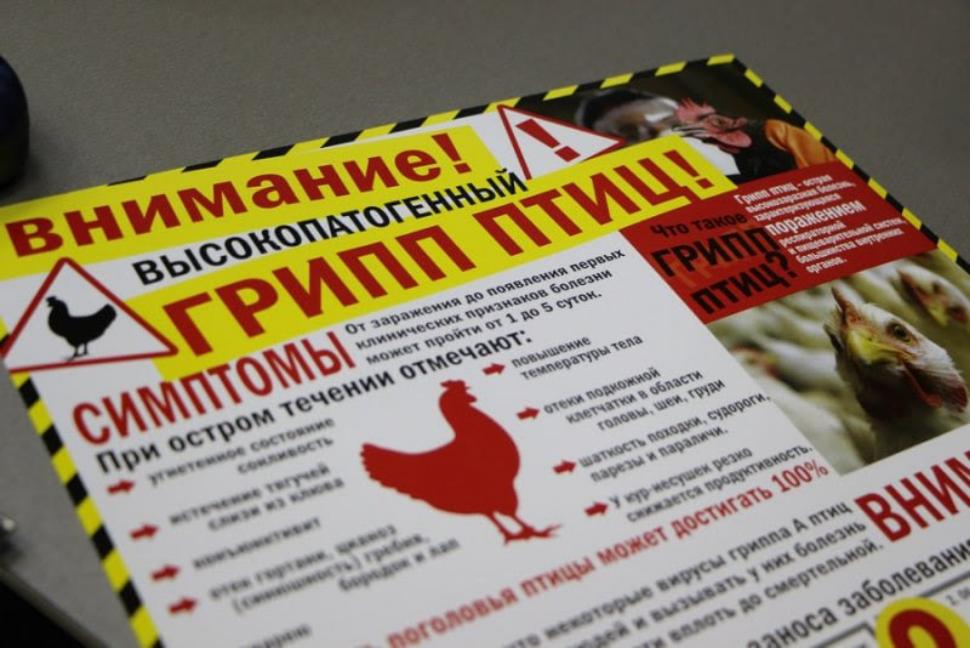 Памятка по профилактике гриппа птиц Памятка по профилактике гриппа птиц