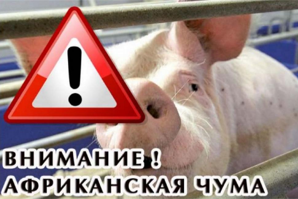 Внимание! Африканская чума свиней Внимание! Африканская чума свиней