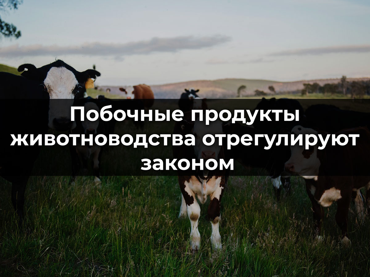С 1 марта 2023 года в России вступит в силу новый Федеральный закон о побочных продуктах животноводства С 1 марта 2023 года в России вступит в силу новый Федеральный закон о побочных продуктах животноводства