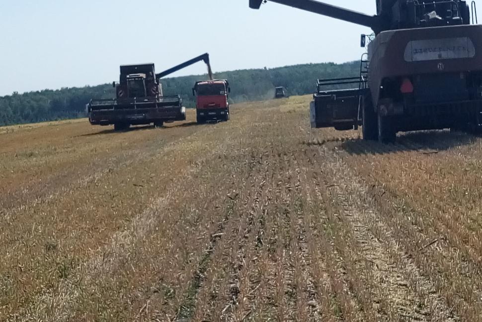 В Камешкирском районе продолжается уборка урожая
