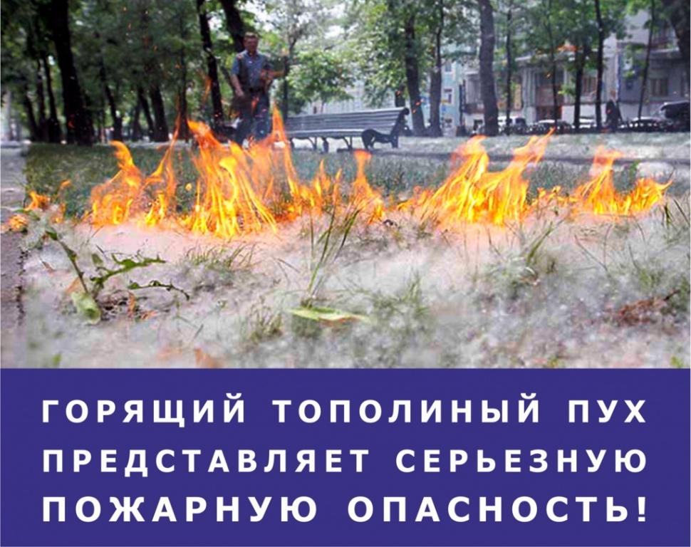 «Внимание-тополиный пух» «Внимание-тополиный пух»