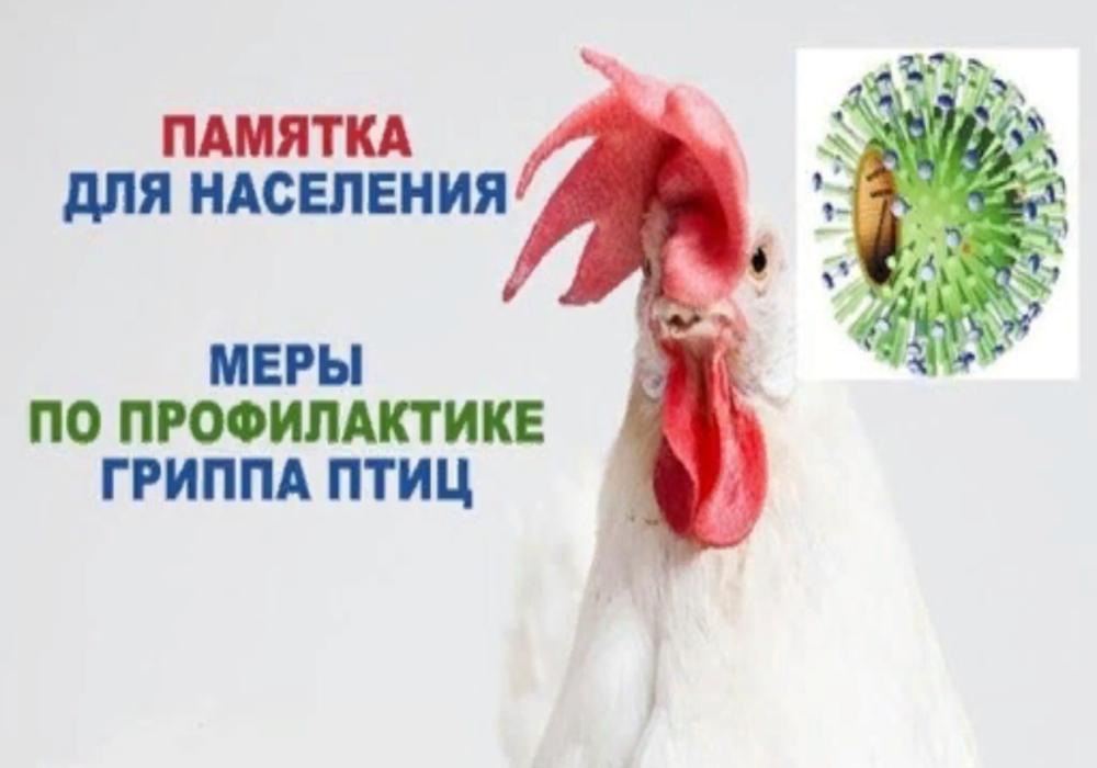 Памятка по профилактике гриппа птиц