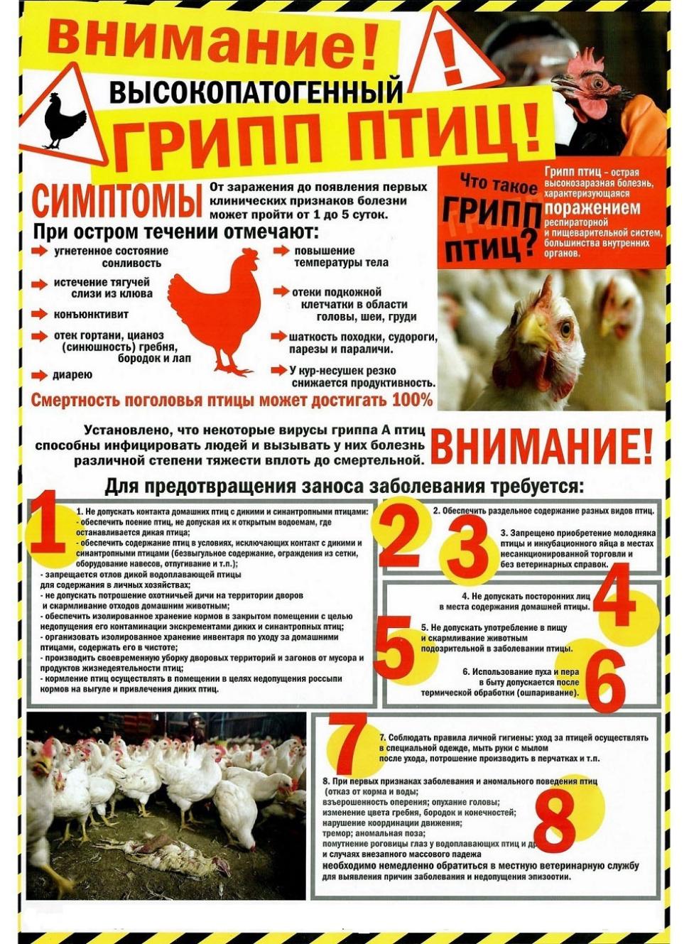 Внимание! Птичий грипп Внимание! Птичий грипп