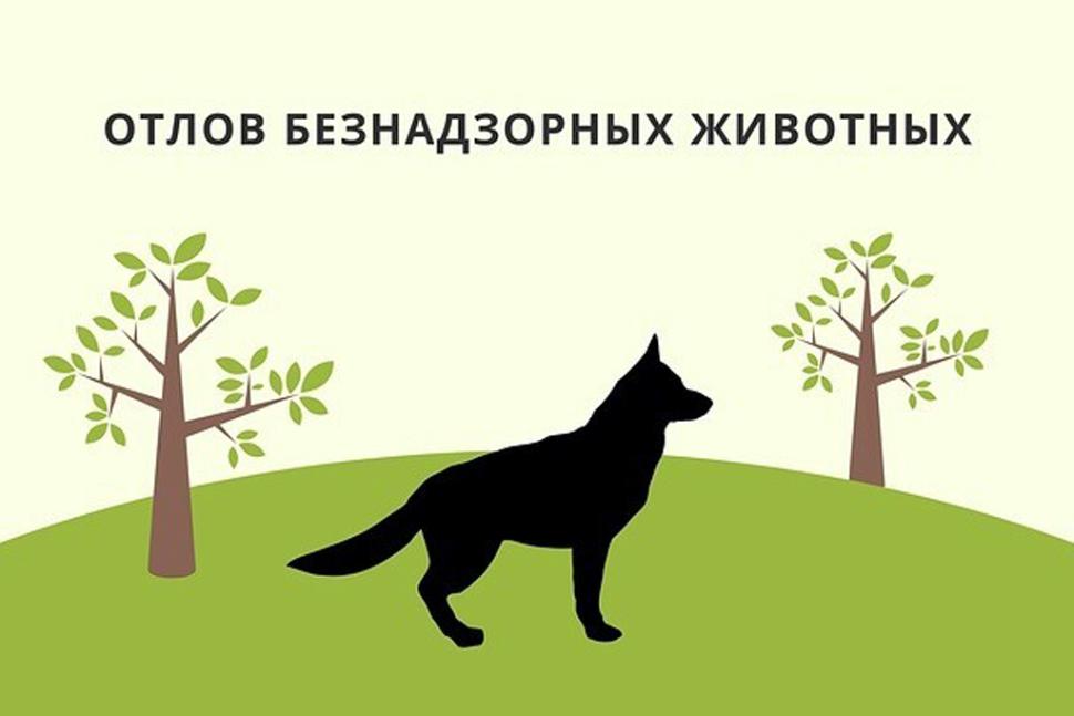 Внимание владельцев домашних животных !!! 5 августа  2024 года на территории района будет проводиться отлов животных без владельцев!!!
