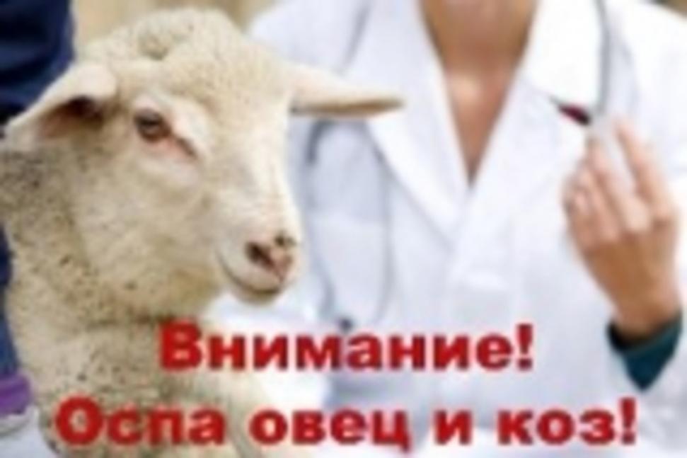 Внимание! Оспа овец и коз!