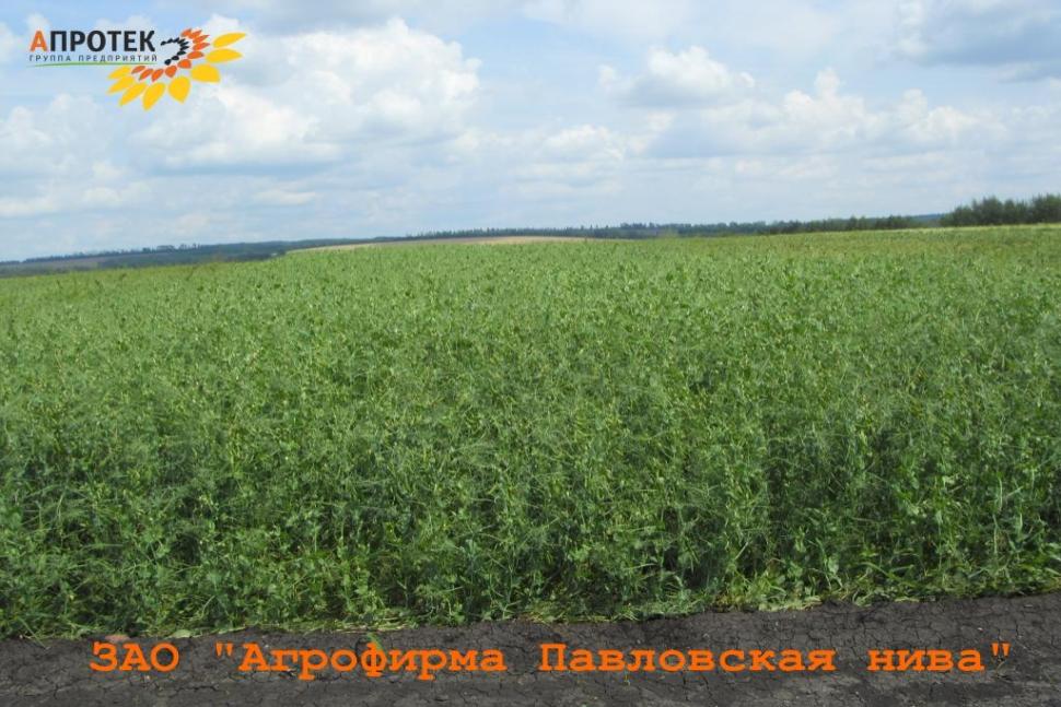 Ежегодный Полевой семинар Ежегодный Полевой семинар