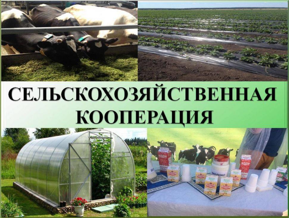 Государственная поддержка обслуживающих сельскохозяйственных потребительских кооперативов