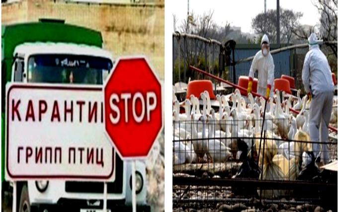 Внимание, птичий грипп Внимание, птичий грипп