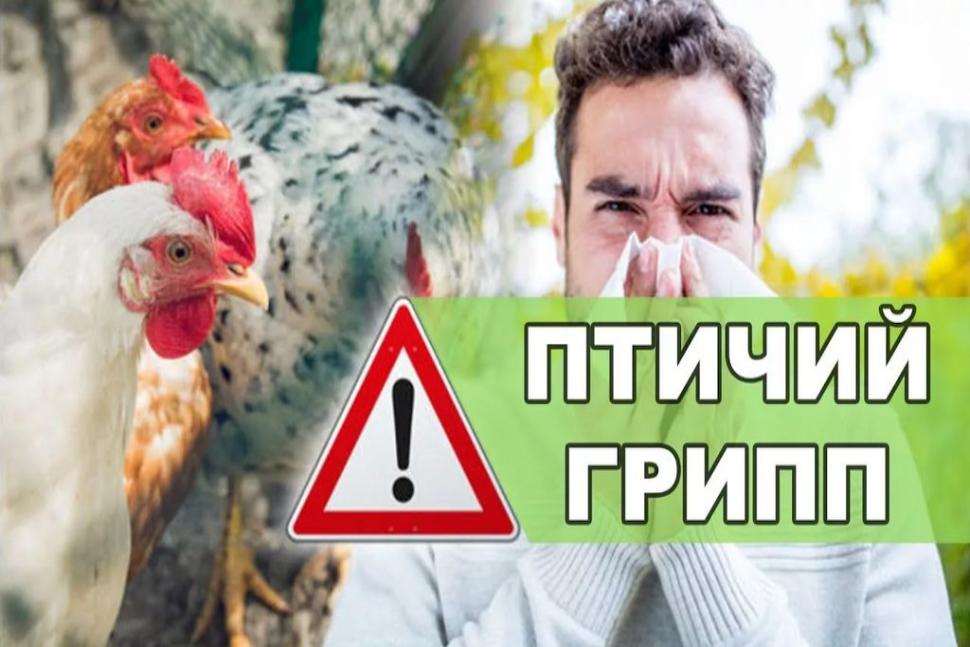 Памятка  «Мероприятия по профилактике высокопатогенного гриппа птиц»