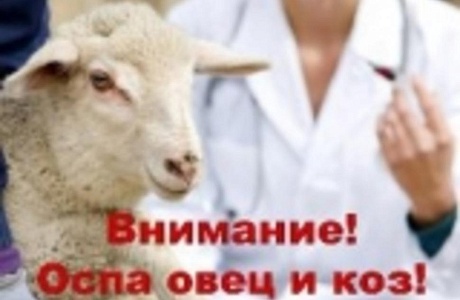 Внимание! Оспа овец и коз! Внимание! Оспа овец и коз!