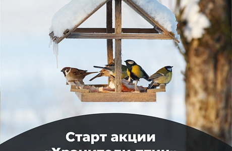Как сделать правильную кормушку и помочь пернатым зимой: стартовала акция «Хранители птиц» 