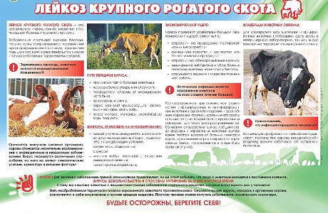 Лейкоз крупного рогатого скота