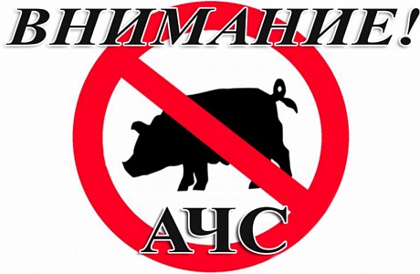ВНИМАНИЕ! АФРИКАНСКАЯ ЧУМА СВИНЕЙ! ВНИМАНИЕ! АФРИКАНСКАЯ ЧУМА СВИНЕЙ!