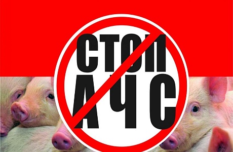 Памятка для владельцев свиней: Африканская чума свиней 