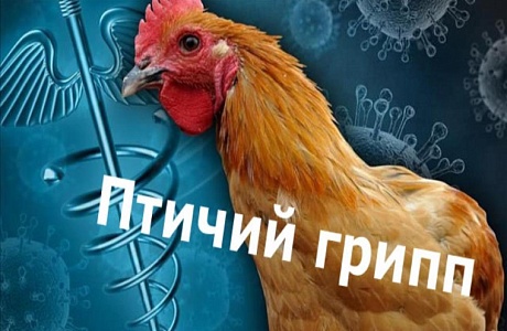 Памятка по профилактике гриппа птиц Памятка по профилактике гриппа птиц