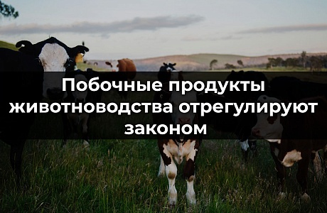 С 1 марта 2023 года в России вступит в силу новый Федеральный закон о побочных продуктах животноводства