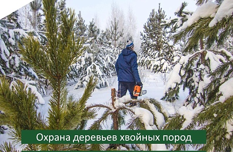 Правительством Пензенской области вынесено постановление "Об усилении охраны деревьев хвойных пород в предновогодний период 2023 года".