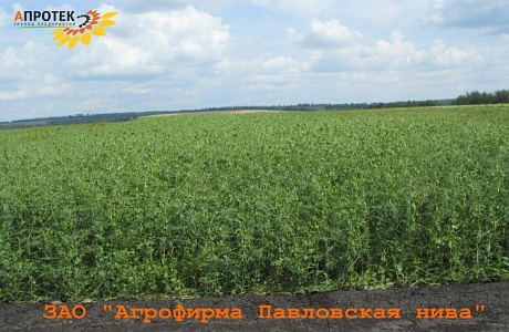 Ежегодный Полевой семинар