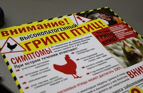 Памятка по профилактике гриппа птиц Памятка по профилактике гриппа птиц