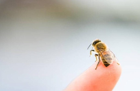 Предотвращение укусов насекомых Предотвращение укусов насекомых