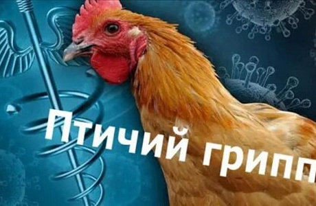 ПАМЯТКА ДЛЯ НАСЕЛЕНИЯ «МЕРОПРИЯТИЯ ПО ПРОФИЛАКТИКЕ ГРИППА ПТИЦ» ПАМЯТКА ДЛЯ НАСЕЛЕНИЯ «МЕРОПРИЯТИЯ ПО ПРОФИЛАКТИКЕ ГРИППА ПТИЦ»