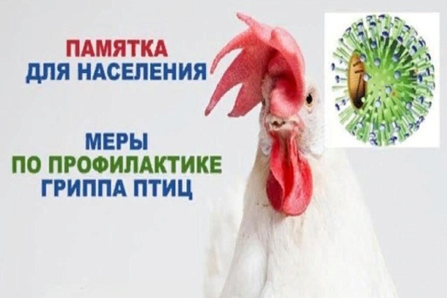 Памятка по профилактике гриппа птиц Памятка по профилактике гриппа птиц