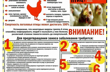 Внимание! Птичий грипп
