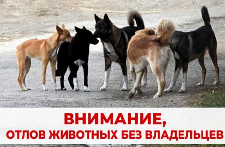 Отлов животных без владельцев Отлов животных без владельцев