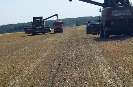 В Камешкирском районе продолжается уборка зерновых и зернобобовых культур В Камешкирском районе продолжается уборка зерновых и зернобобовых культур