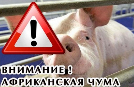 Внимание! Африканская чума свиней